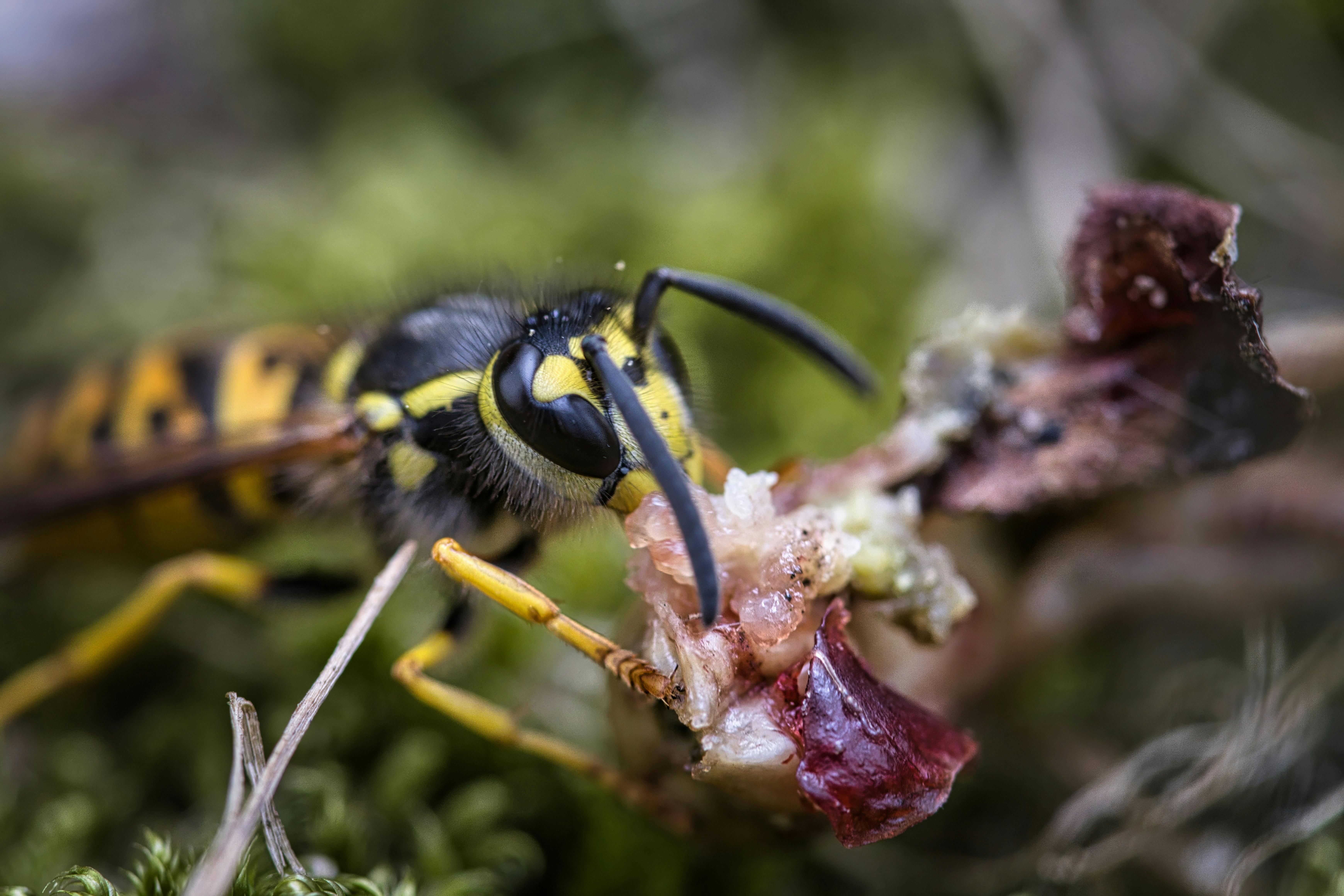 Prise de vue macro détaillée d'une guêpe consommant de la matière organique dans un environnement naturel.