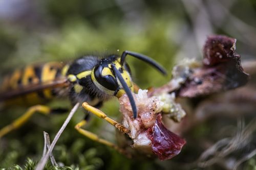 Free Detailed macro shot of a wasp consuming organic material in a natural setting. Stock Photo