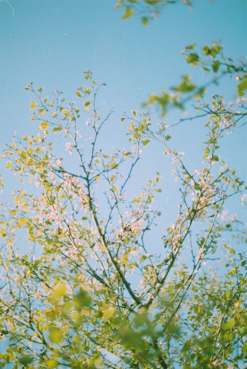 Free Delicate spring blossoms flourish with vivid colors against a clear blue sky. Stock Photo