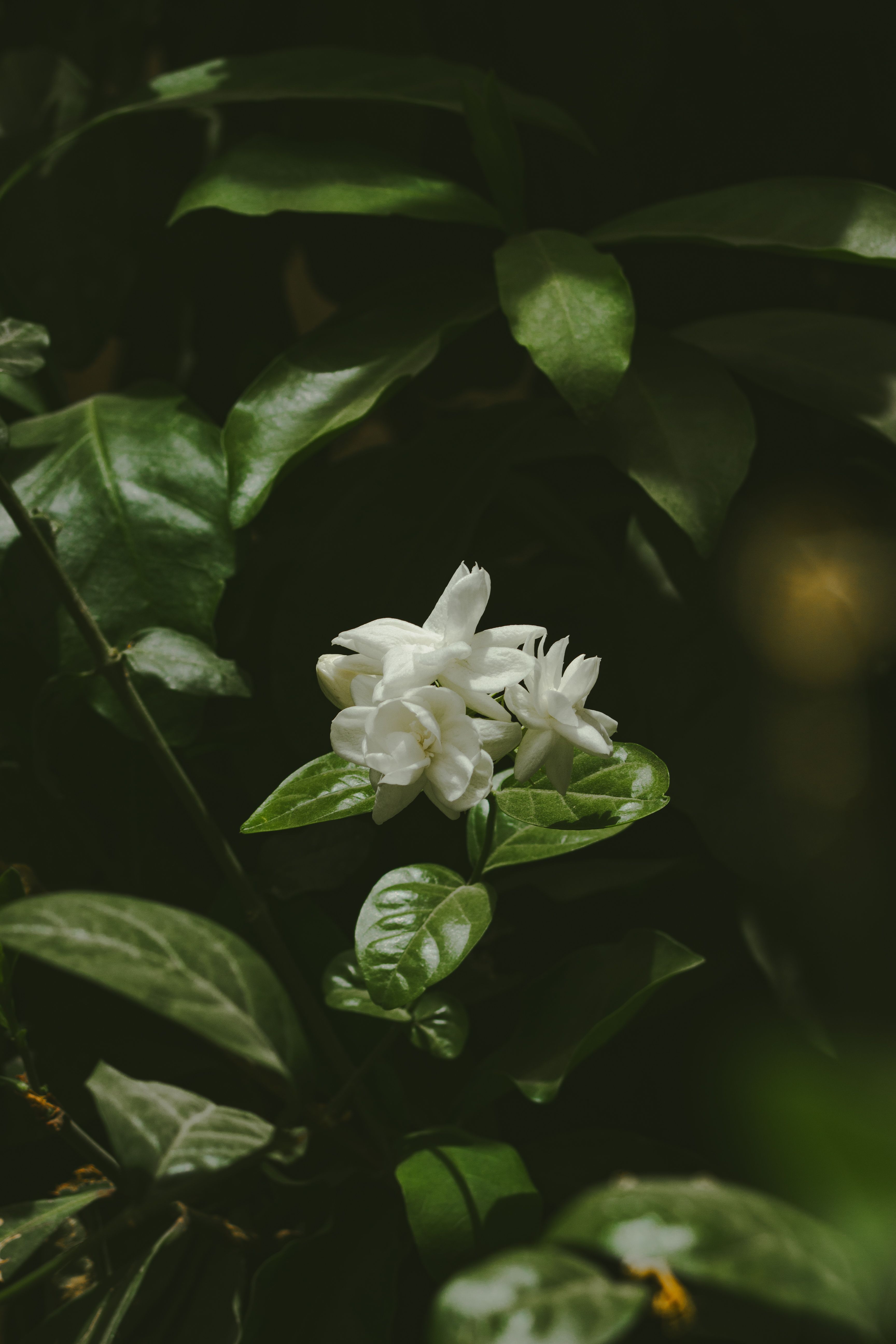 A serene jasmine flower captured amidst rich green leaves, showcasing its natural beauty.