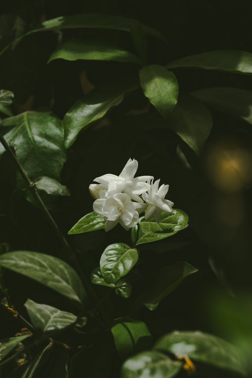 Free A serene jasmine flower captured amidst rich green leaves, showcasing its natural beauty. Stock Photo
