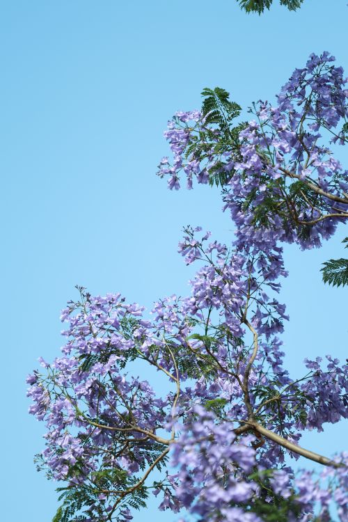 Free Purple jacaranda flowers in full bloom against a clear blue sky. Vibrant and serene. Stock Photo
