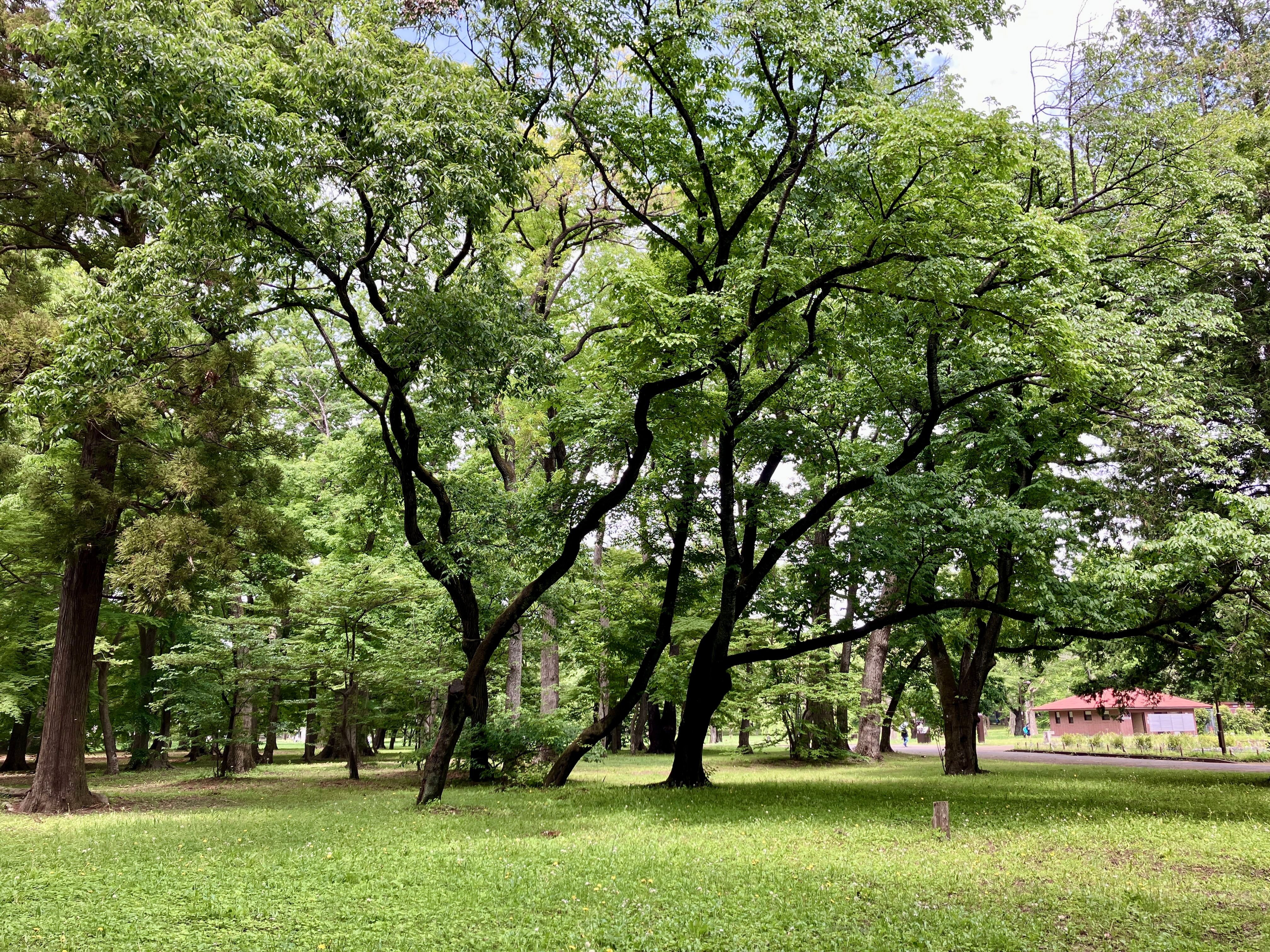 Hassall Grove