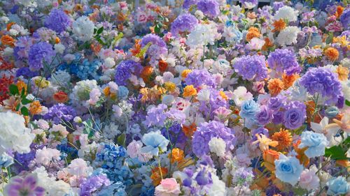 Free A stunning collection of vibrant multicolored flowers in full bloom, captured in a bright outdoor setting. Stock Photo