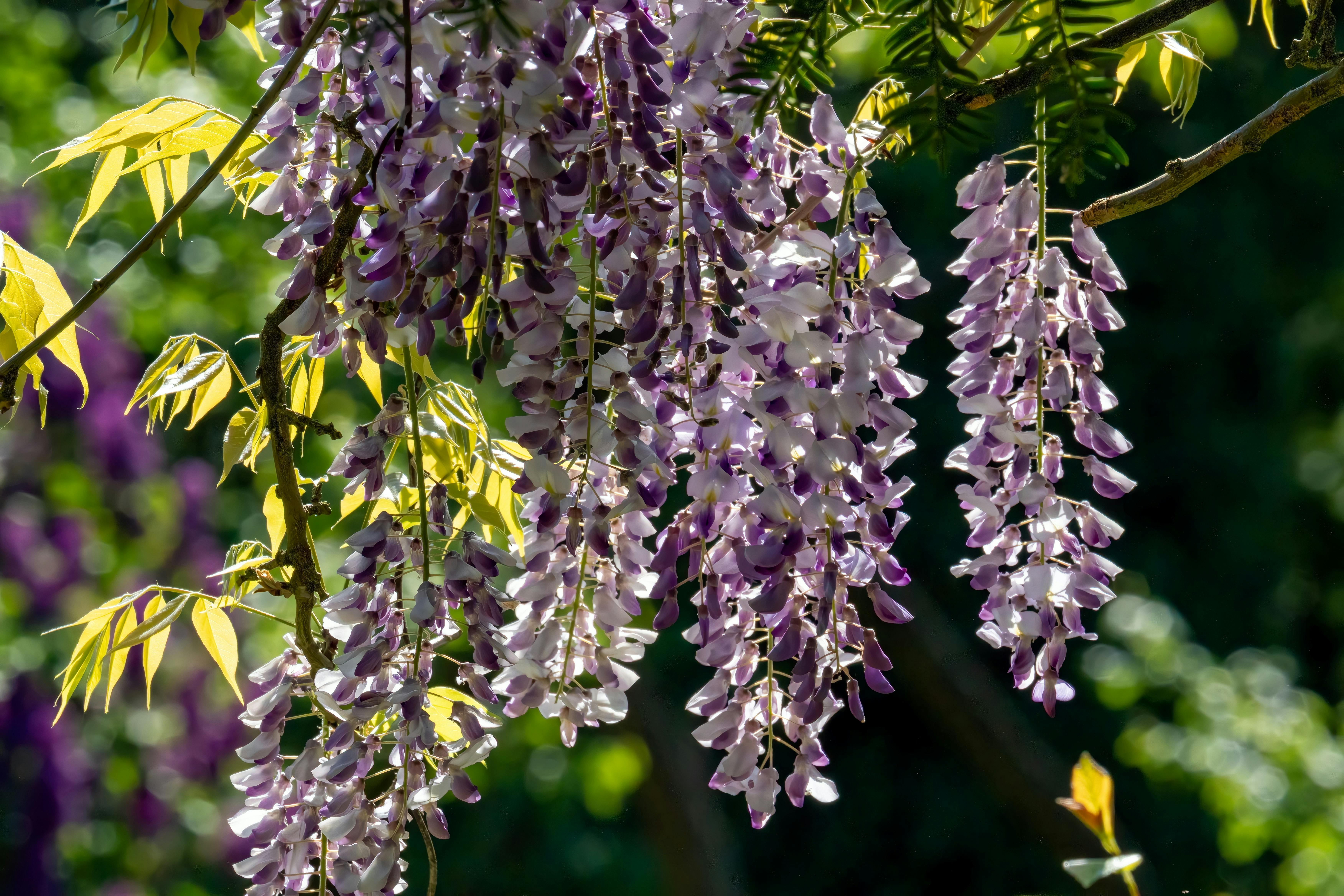 Close-up of blooming wisteria flowers with vibrant violet petals in a spring garden setting.