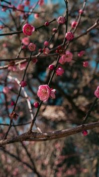 pink plum blossoms