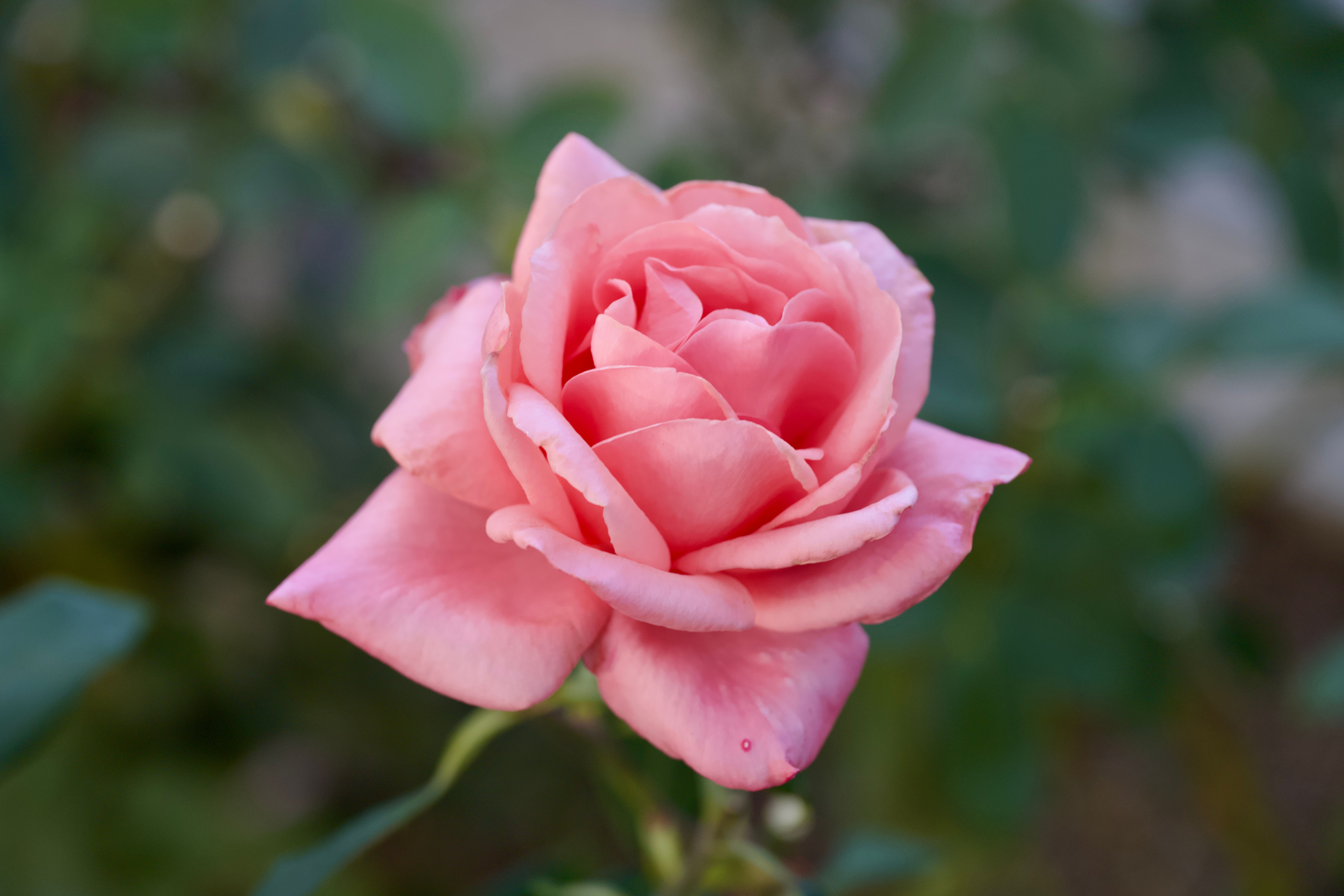 Close-up of a Pink Rose in Bloom Outdoors · Free Stock Photo