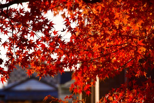 Bright red autumn leaves beautifully backlit by sunlight, capturing the essence of fall.