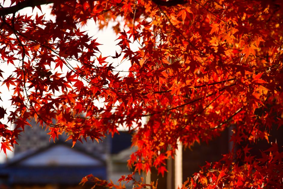 Bright red autumn leaves beautifully backlit by sunlight, capturing the essence of fall.