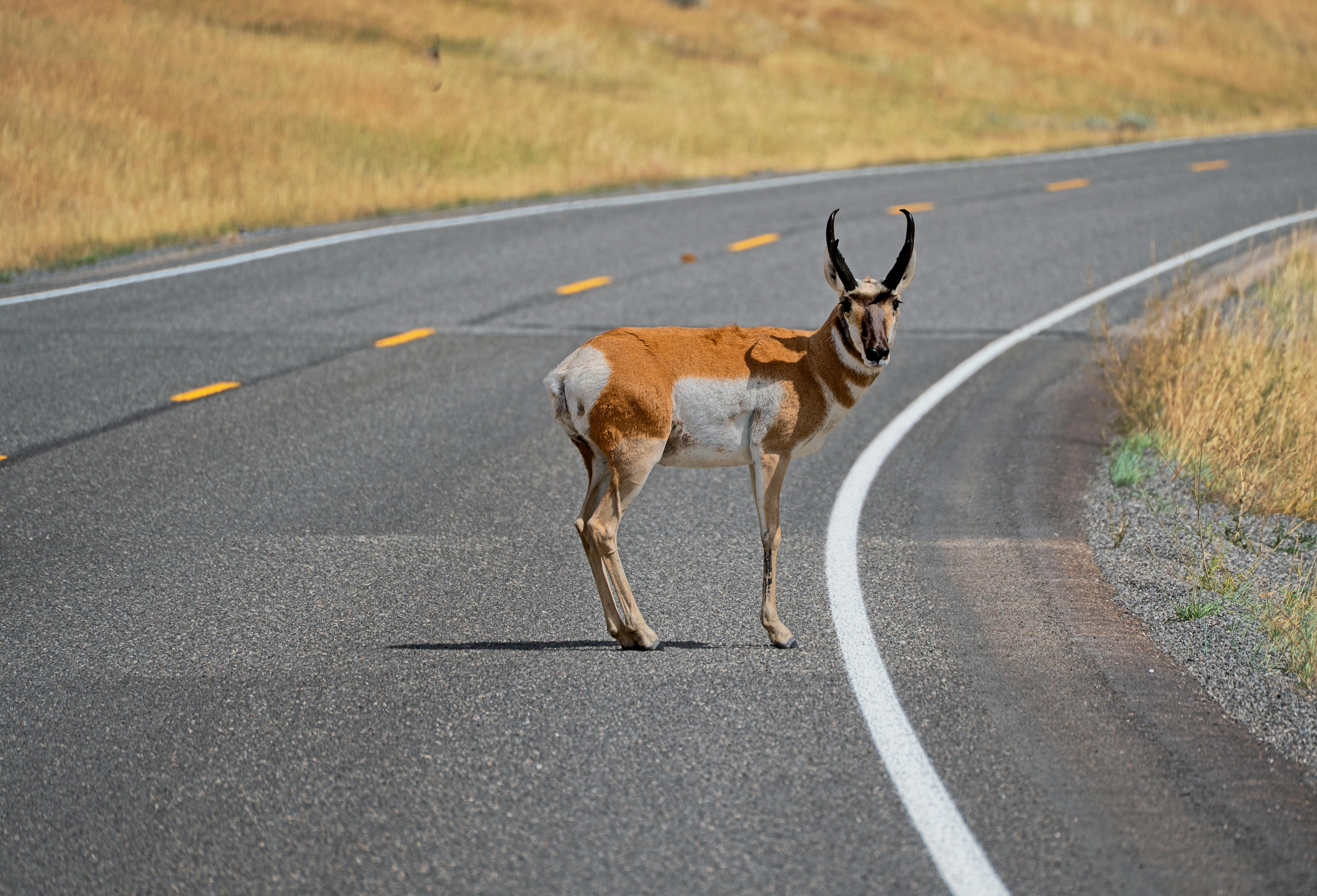 grátis Um antílope americano em uma estrada no Wyoming, EUA, durante o verão. Foto profissional