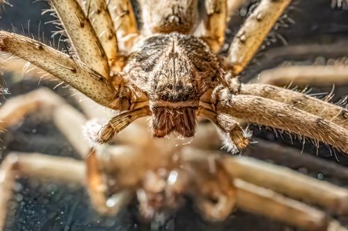 Free Detailed macro photography of a brown spider's face, showcasing its eyes and body hairs. Stock Photo
