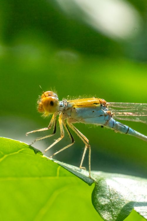 Free Bright close-up of a dragonfly perched on a leaf, detailed and vibrant in summer sunlight. Stock Photo