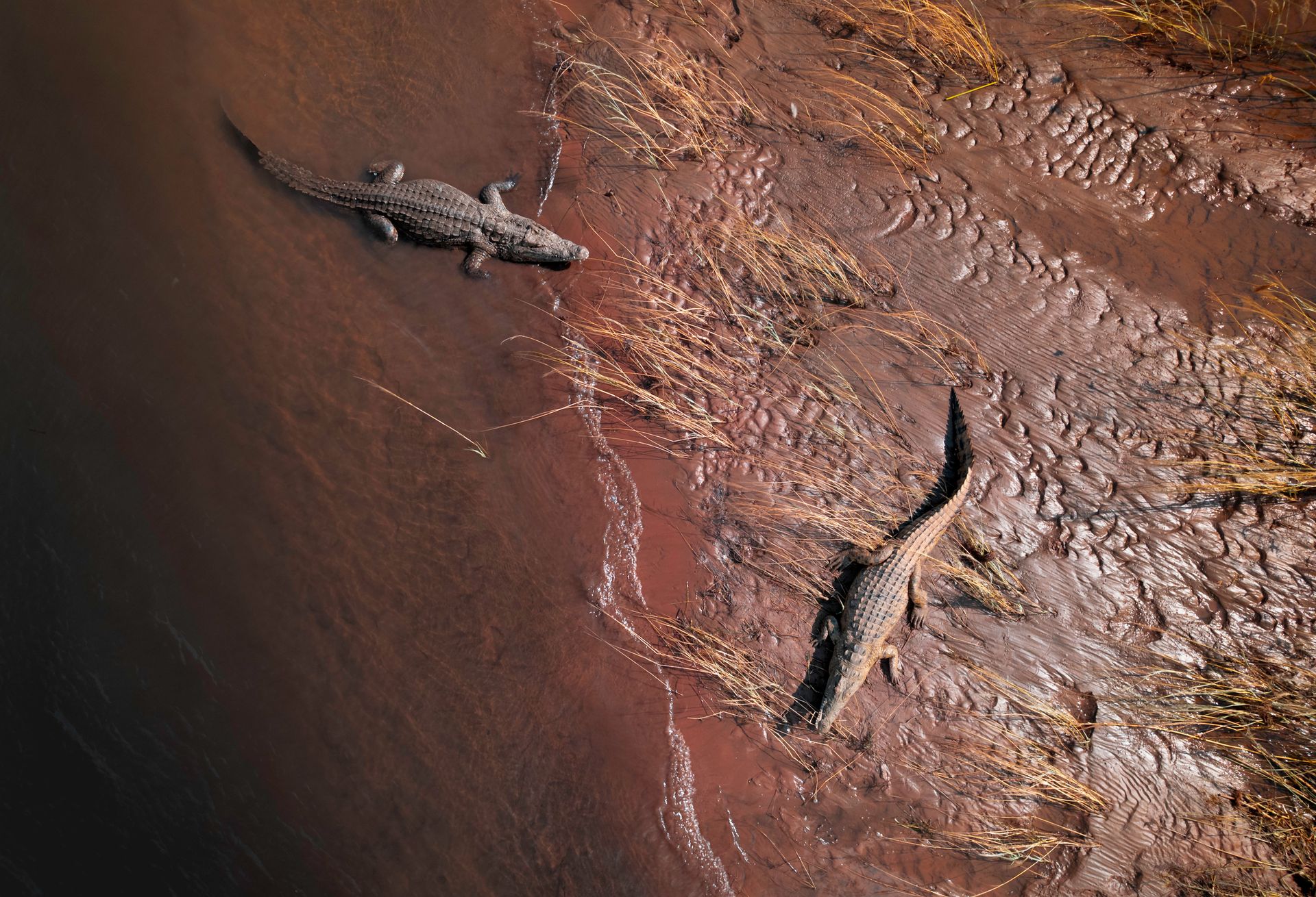 Two crocodiles resting on the muddy riverbank of the Zambezi River in Zambia, captured in an aerial view.