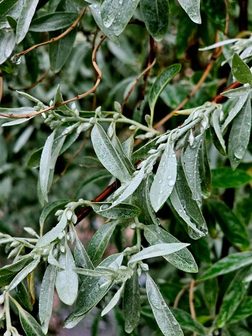 Free Vibrant close-up image of willow leaves with dewdrops, evoking freshness in nature. Stock Photo