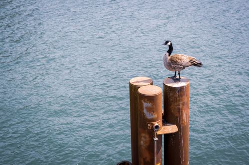 Free A Canada Goose stands on metal pillars above a water body in Portland, Oregon Stock Photo