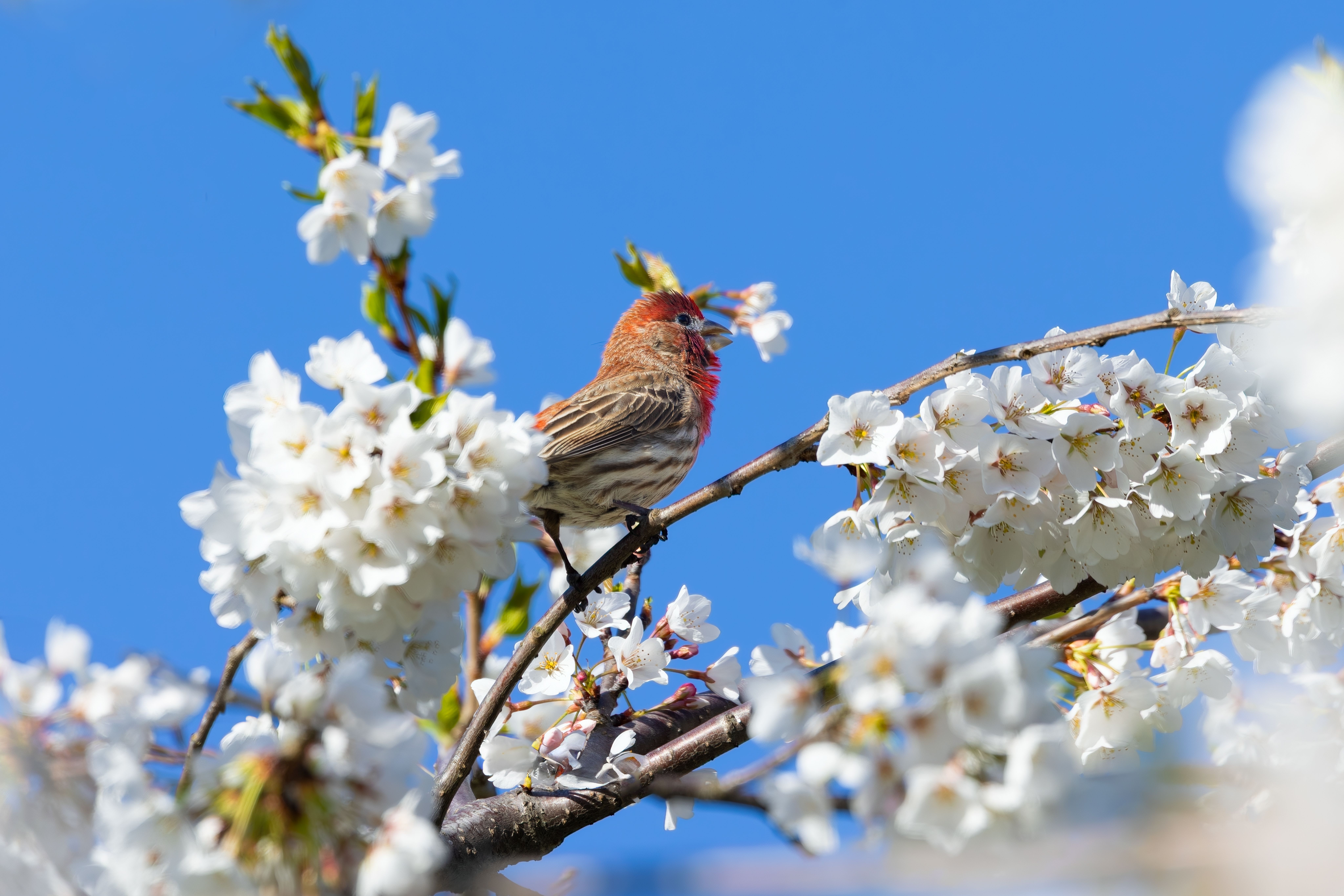 Purple Finch on Cherry Blossom Tree in Spring · Free Stock Photo