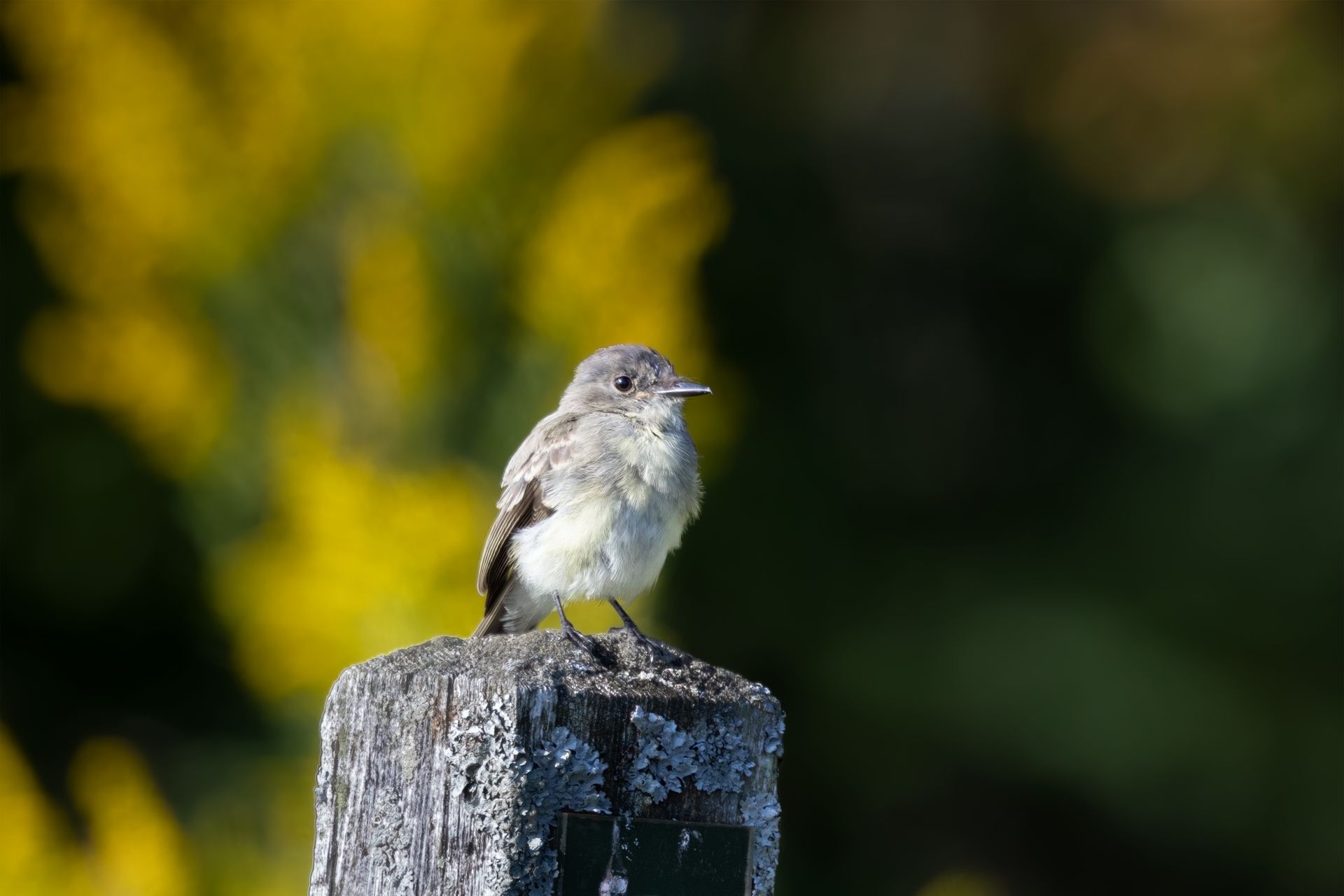 Close-up of an Eastern Phoebe bird perching outdoors in Princeton, MA.