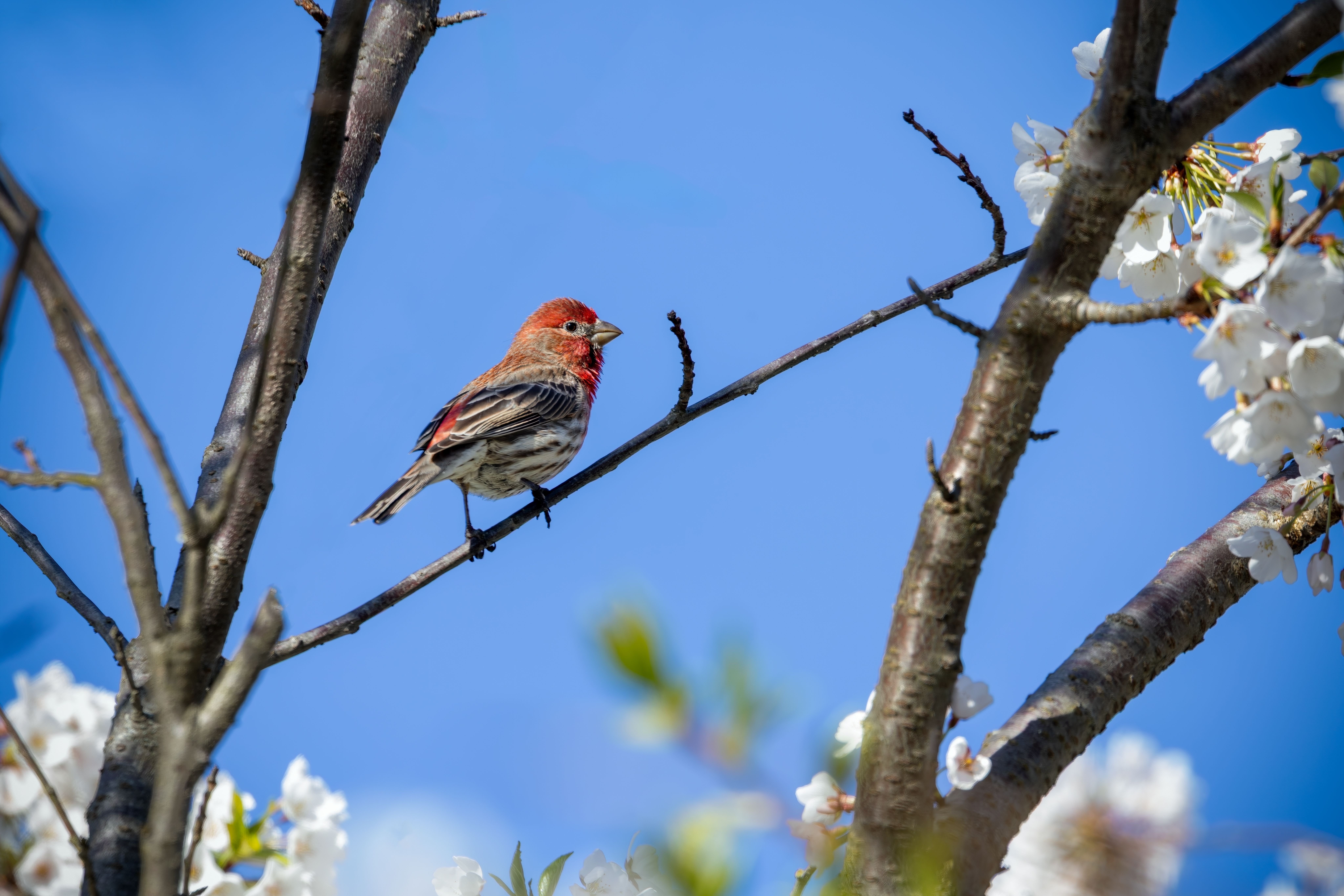 Free wallpaper bird spring photos download the best free free