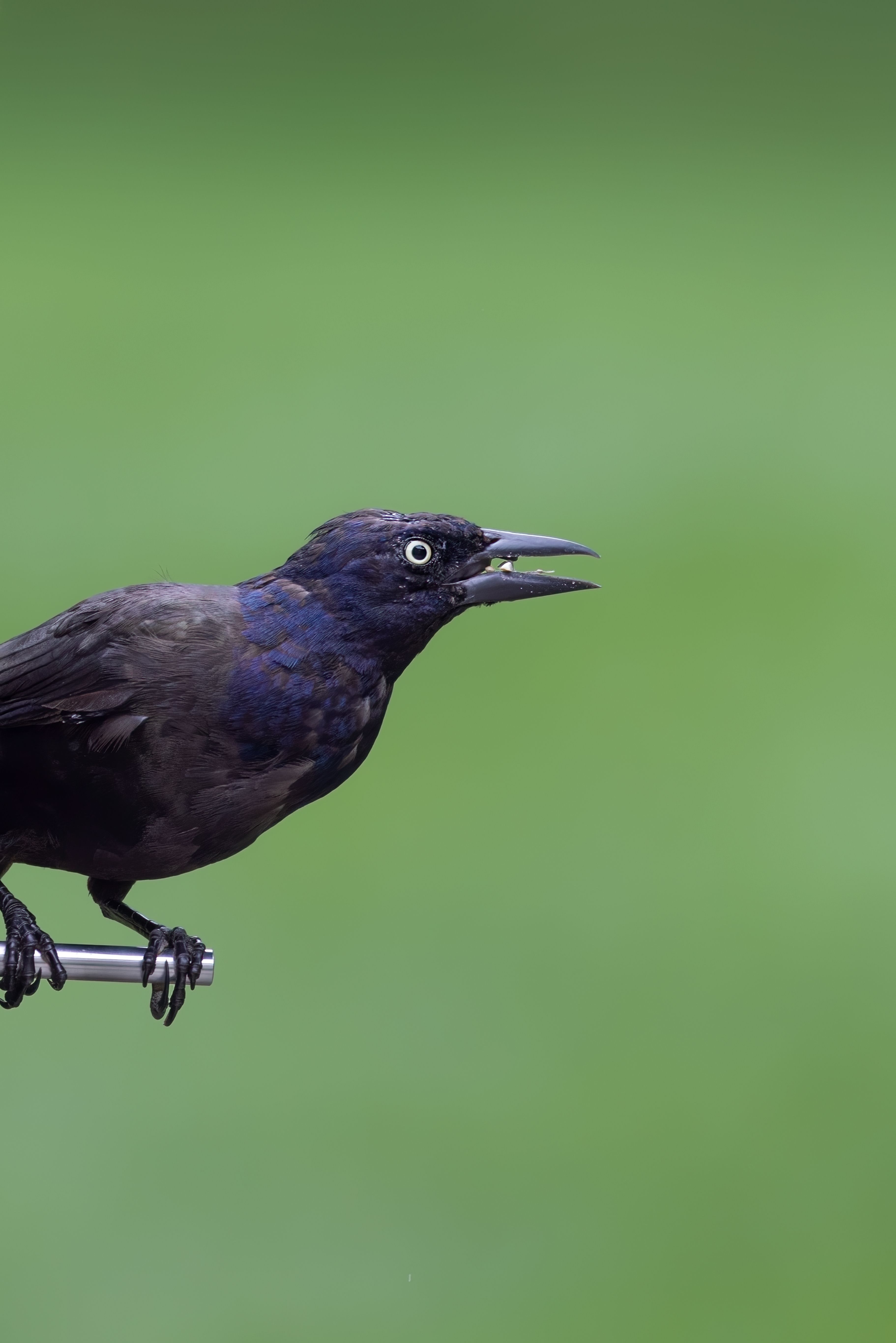 Fotomural Primer plano detallado de un grackle común posado sobre un fondo verde vibrante.