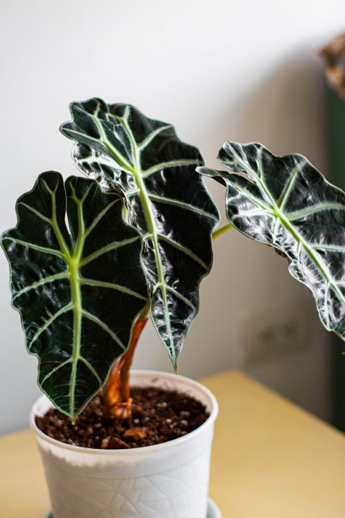 Free Close-up of Alocasia Polly leaves in white pot, highlighting vibrant foliage. Stock Photo