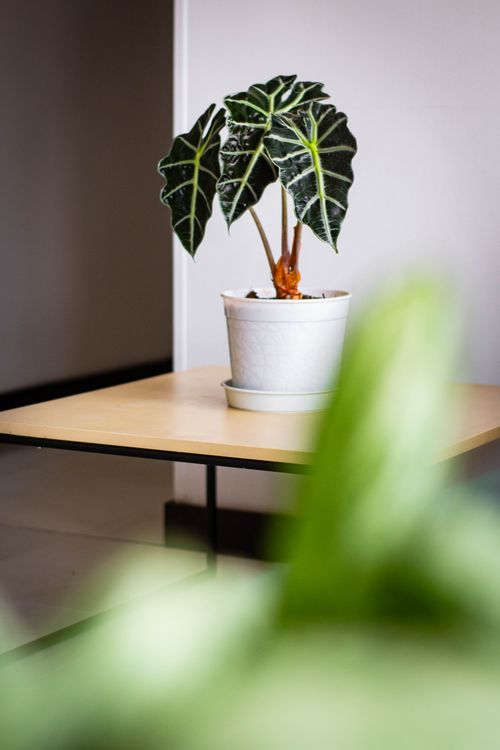 Free Close-up of a vibrant Alocasia Polly plant on a table indoors, perfect for decor inspiration. Stock Photo