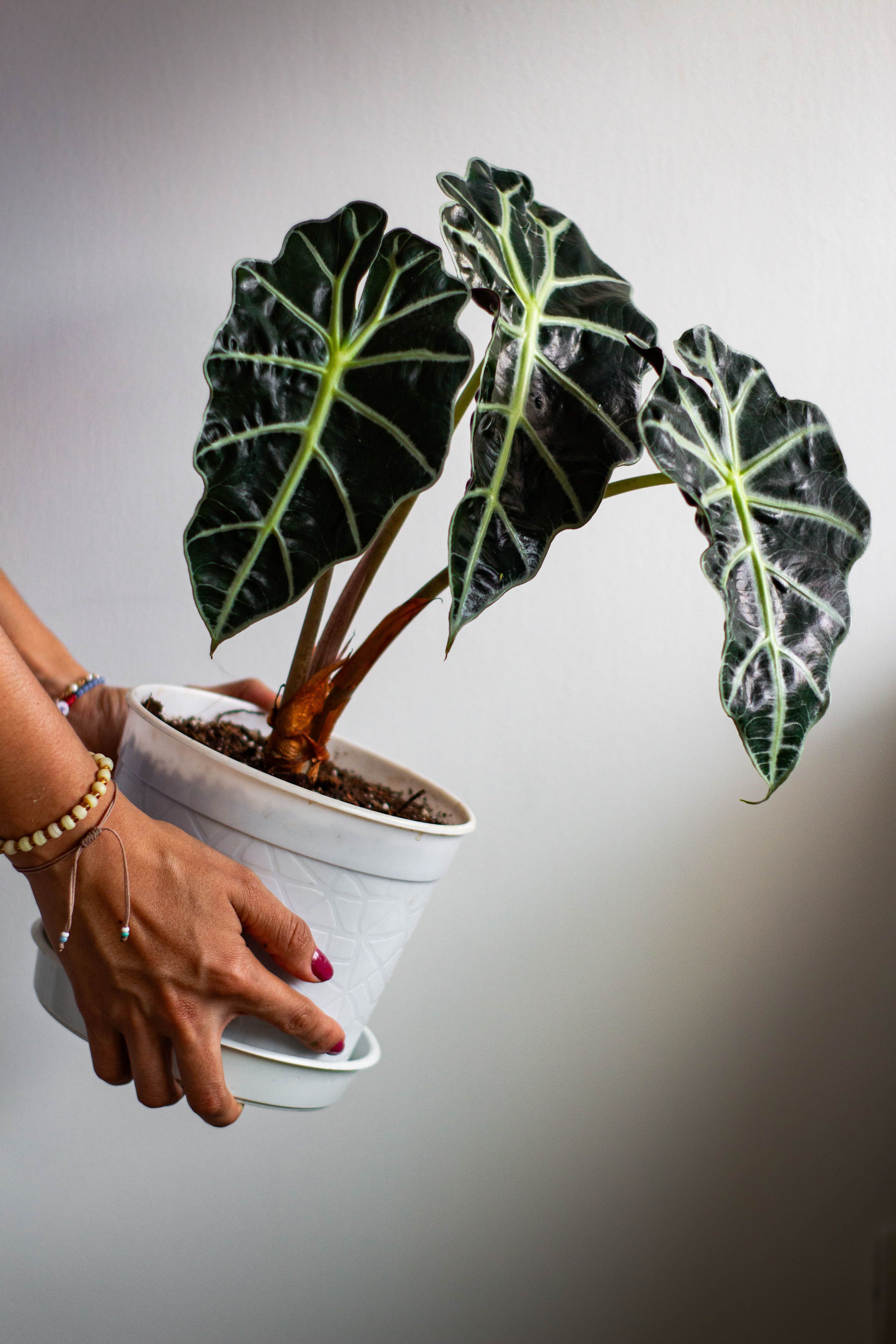 Alocasia Polly plant in white pot being held by hands against plain background.