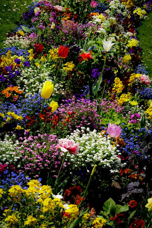 Colorful Spring Flower Garden in Full Bloom · Free Stock Photo