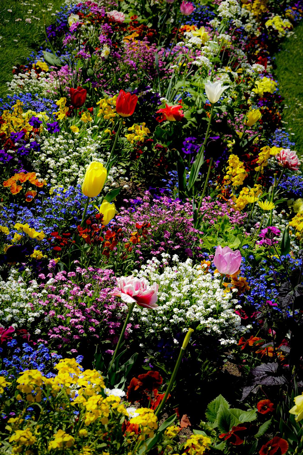 Spring Flkower Colorful Spring Flower Garden in Full Bloom · Free Stock Photo