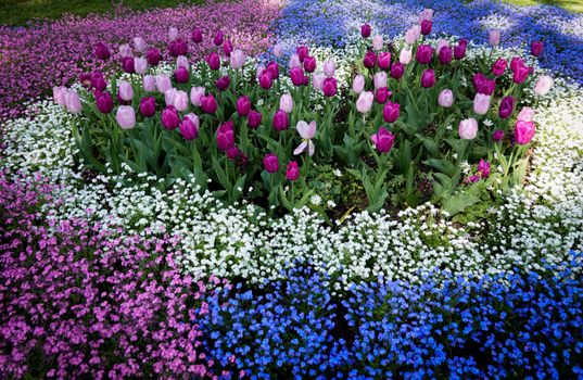 A colorful display of pink and purple tulips surrounded by lush wildflowers in a vibrant spring garden.