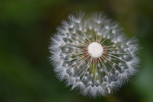 Free Intricate close-up of dandelion seeds ready to disperse, symbolizing nature's beauty. Stock Photo