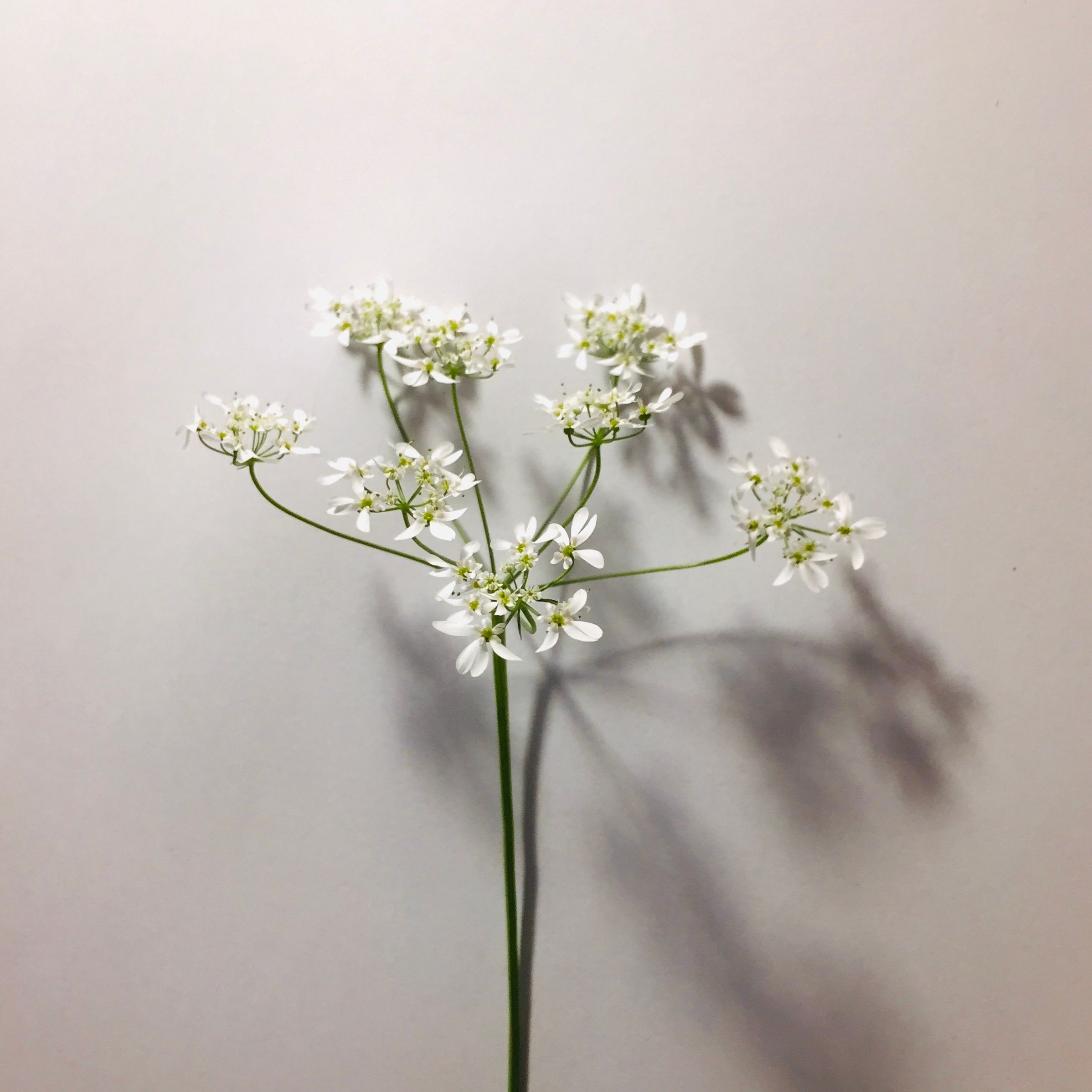 A cluster of delicate white flowers on a minimalist background, perfect for spring themes.