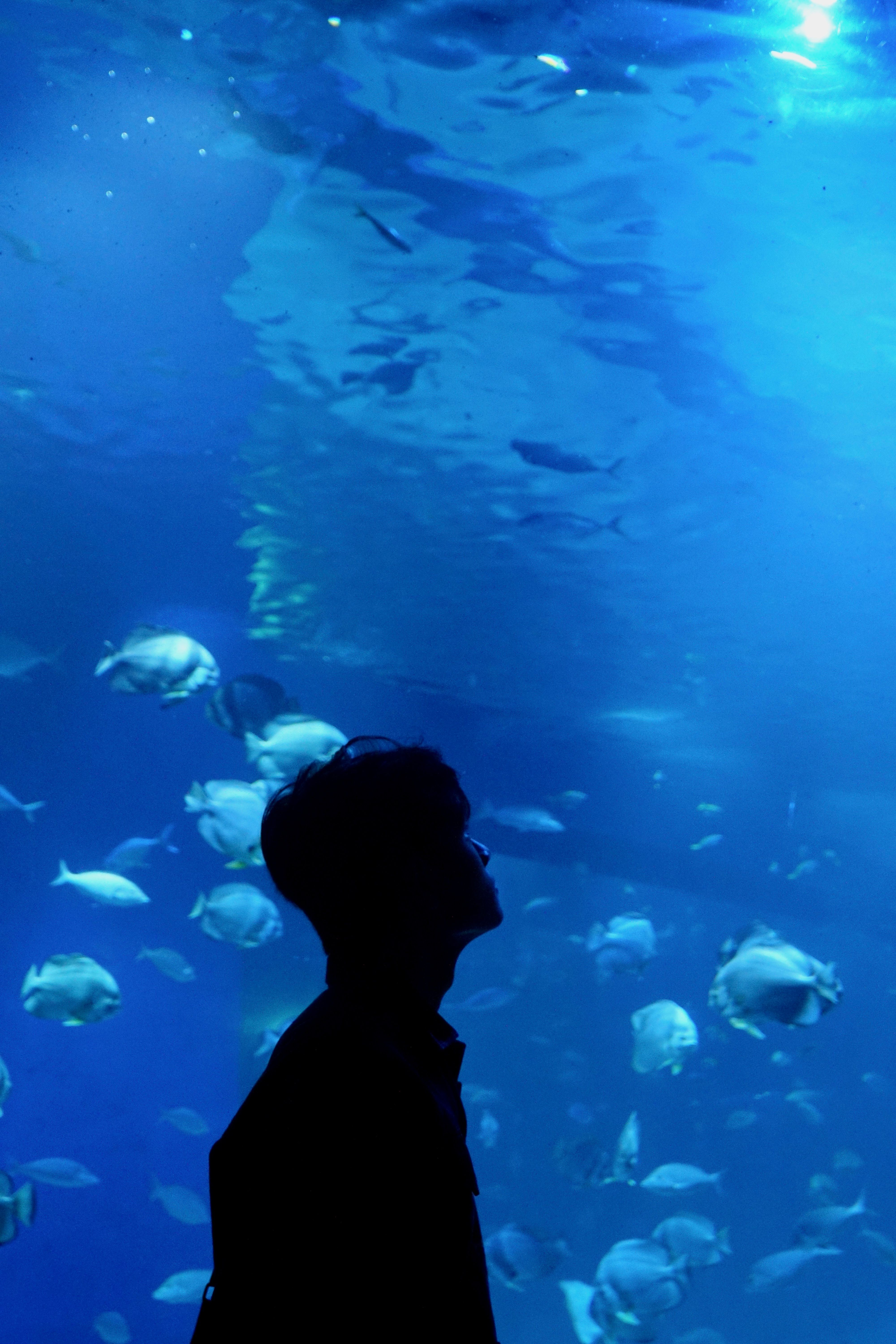 Silhouette of Person Observing Aquarium Fish · Free Stock Photo