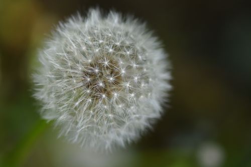 Free A detailed macro shot of a fluffy dandelion seed head with a soft, blurred background in a natural setting. Stock Photo