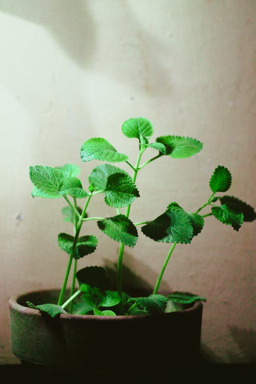 Photo Of Oregano Plant On Pot