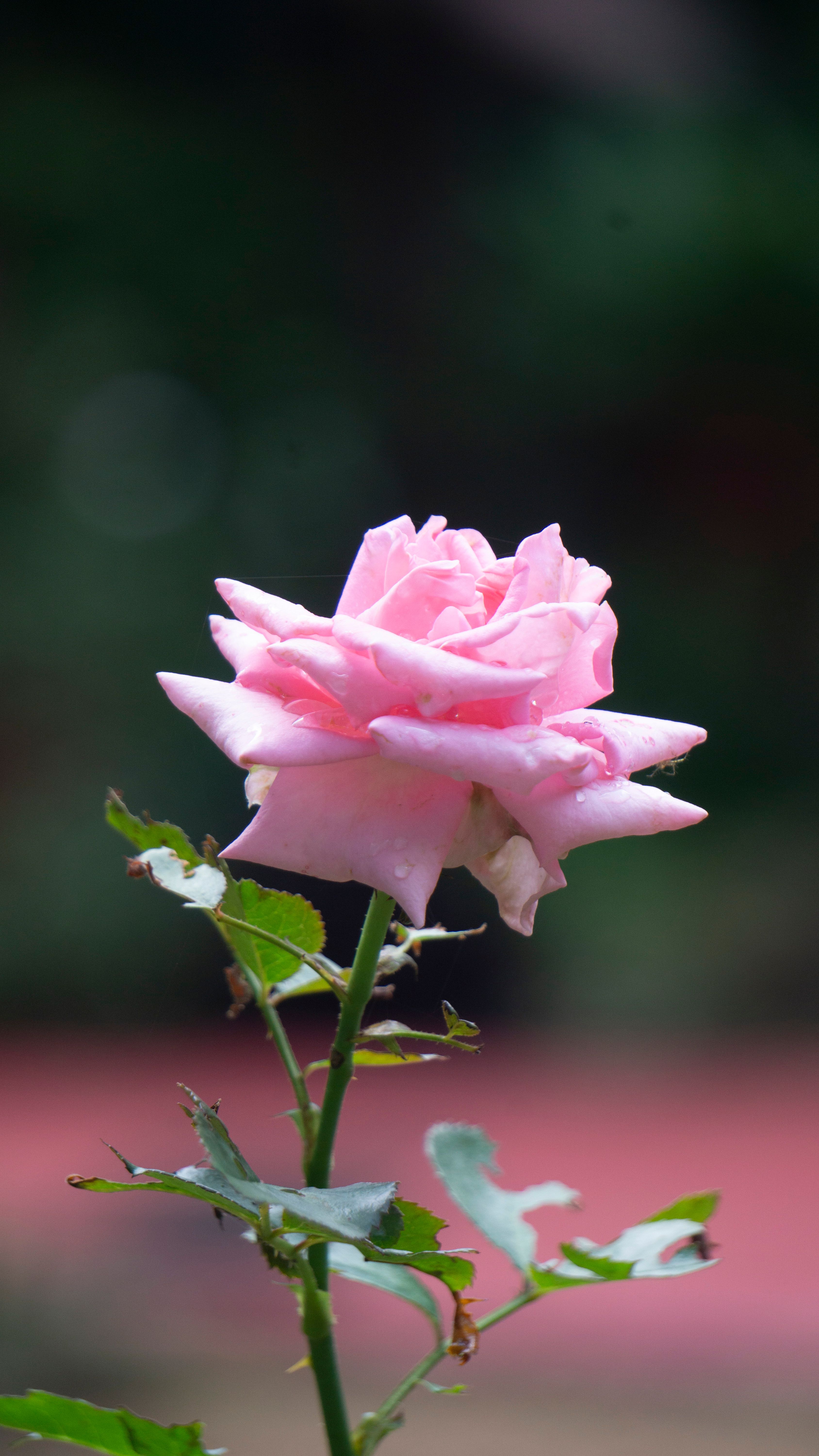 Close-up of a Pink Rose in Bloom Outdoors · Free Stock Photo
