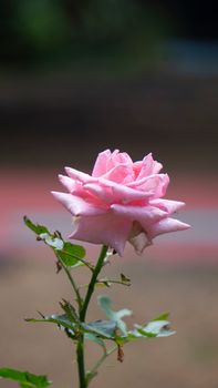 A beautiful pink rose with dewdrops, captured in a garden setting.
