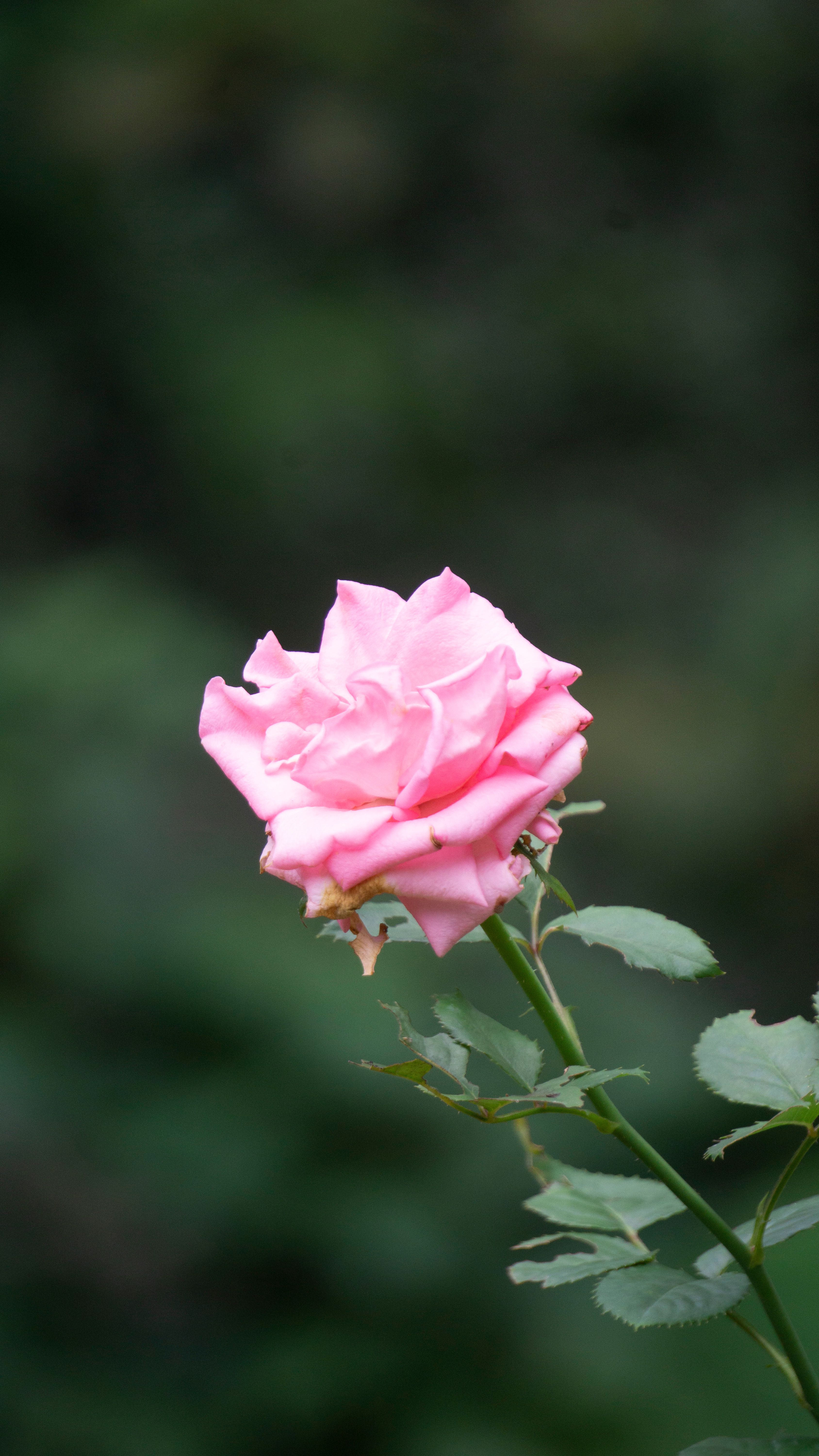 Close-up of a Pink Rose in Bloom · Free Stock Photo