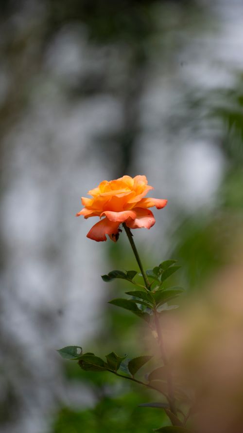 Free Close-up of a vibrant orange rose blooming amidst green foliage outdoors. Stock Photo