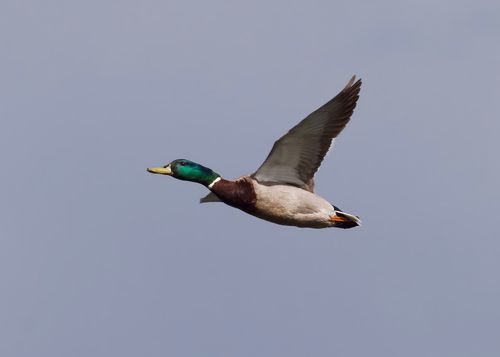 Free A vibrant mallard duck captured mid-flight against a clear sky in Decatur, Alabama. Stock Photo