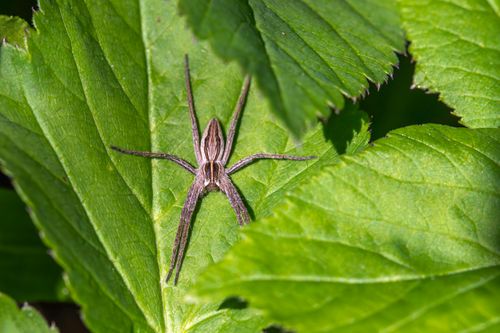 Free European nursery web spider camouflaged on a vibrant green leaf, showcasing nature's intricacy. Stock Photo