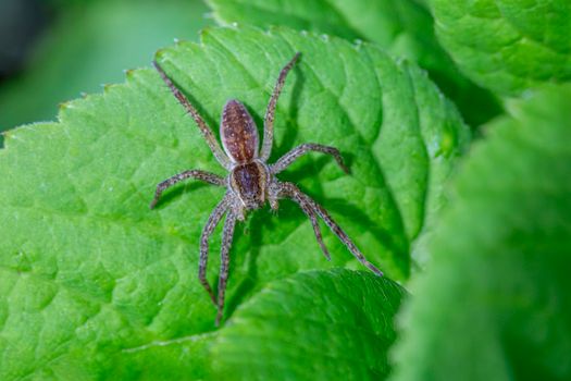 Detailed macro shot of a Pisaura Mirabilis spider on a green leaf.