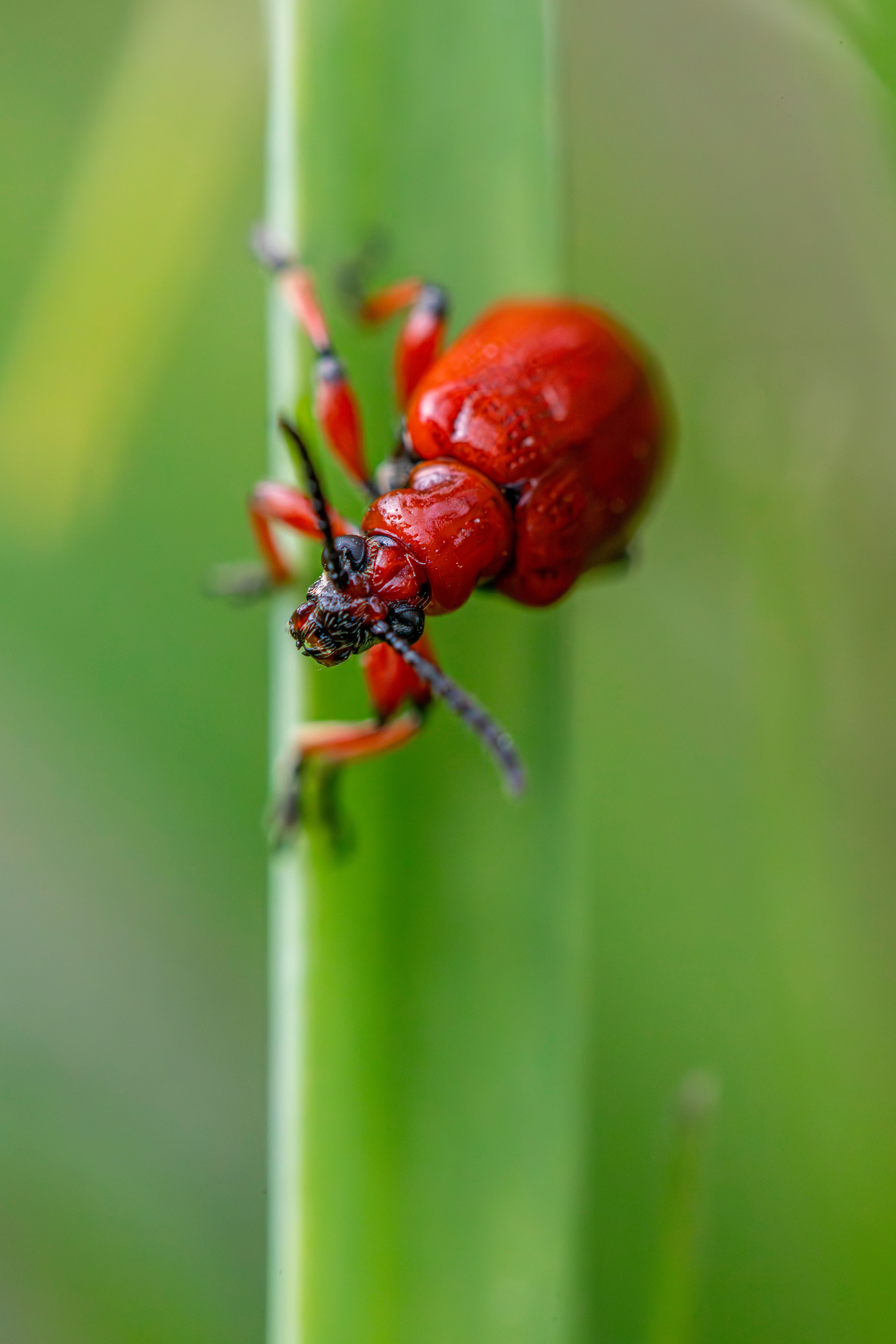 Close-up of a Lily Leaf Beetle on Green Leaf · Free Stock Photo
