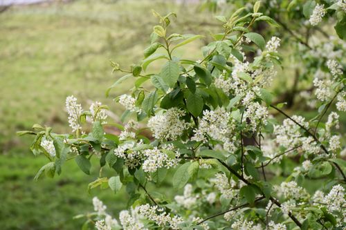 Free Close-up of cherry blossoms on a tree branch outdoors in spring. Stock Photo
