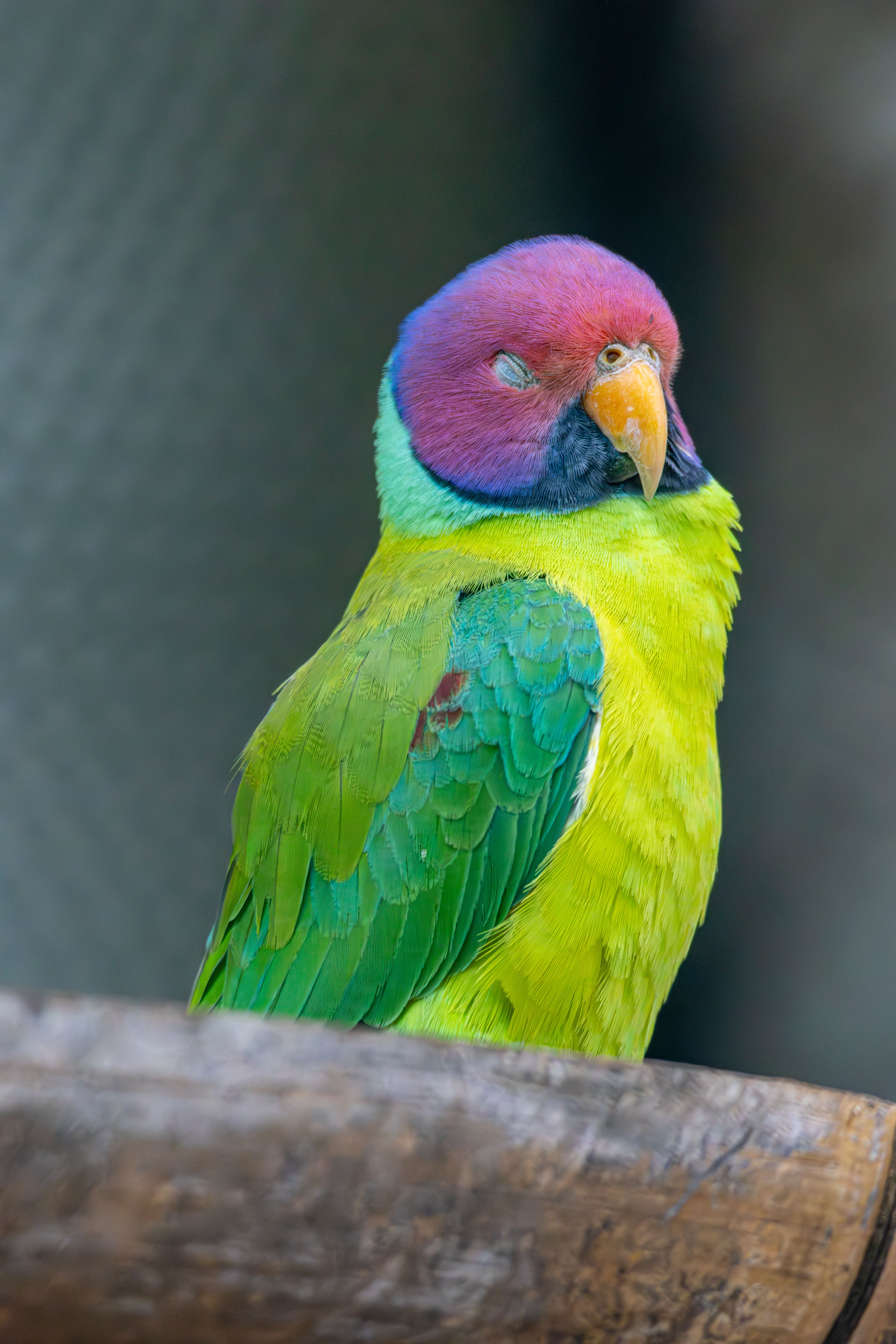 Colorful Plum-headed Parakeet in Lush Greenery · Free Stock Photo