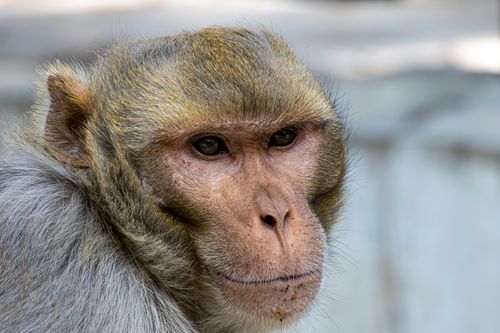 Free Detailed close-up of a Rhesus macaque monkey with expressive eyes and natural fur texture. Stock Photo