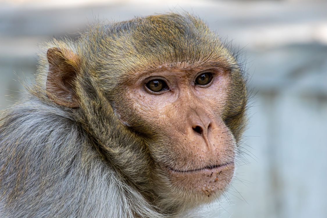 Close-up Portrait of Rhesus Macaque Monkey · Free Stock Photo
