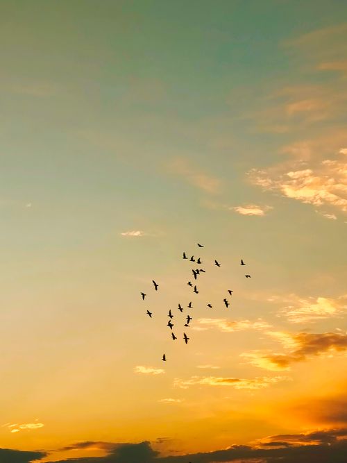Free A serene scene with a flock of birds flying against a colorful sunset sky. Stock Photo