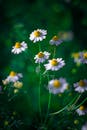 Close-Up of White Daisies in Vivid Green Garden