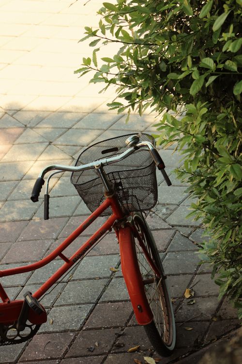 Free Red bicycle parked on a sunny cobblestone path, next to green foliage. Stock Photo