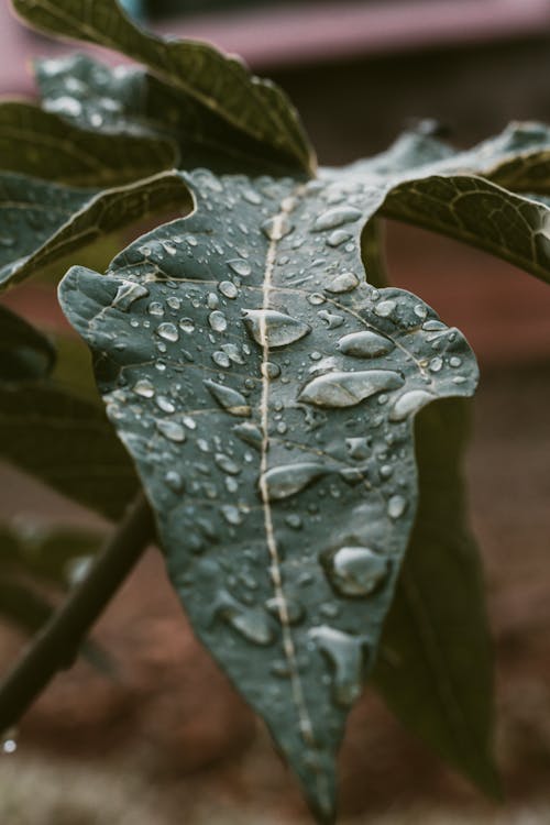 Close Up Foto Van Groen Blad Met Waterdruppels